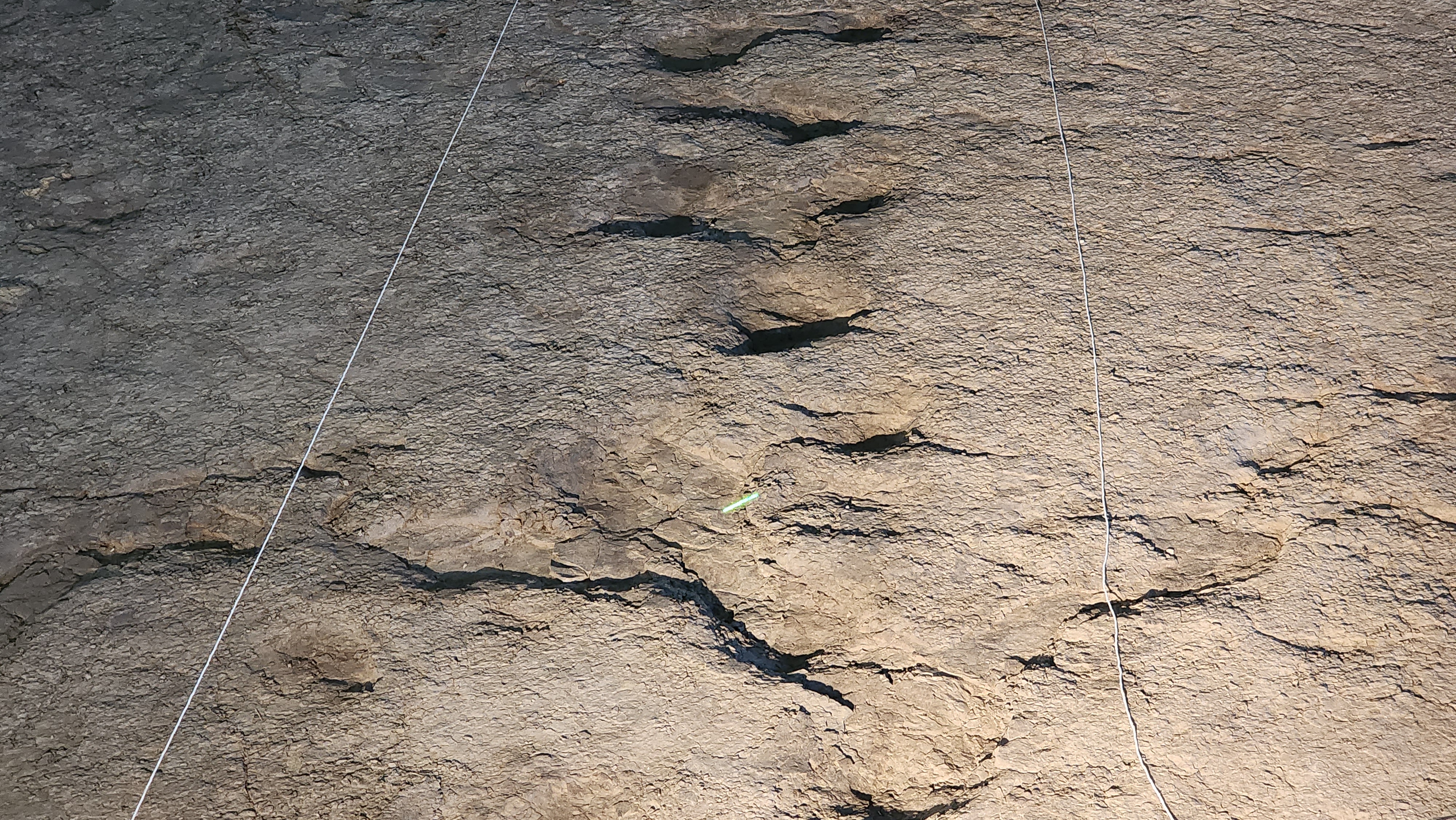 4족 보행 초식공룡 발자국 화석