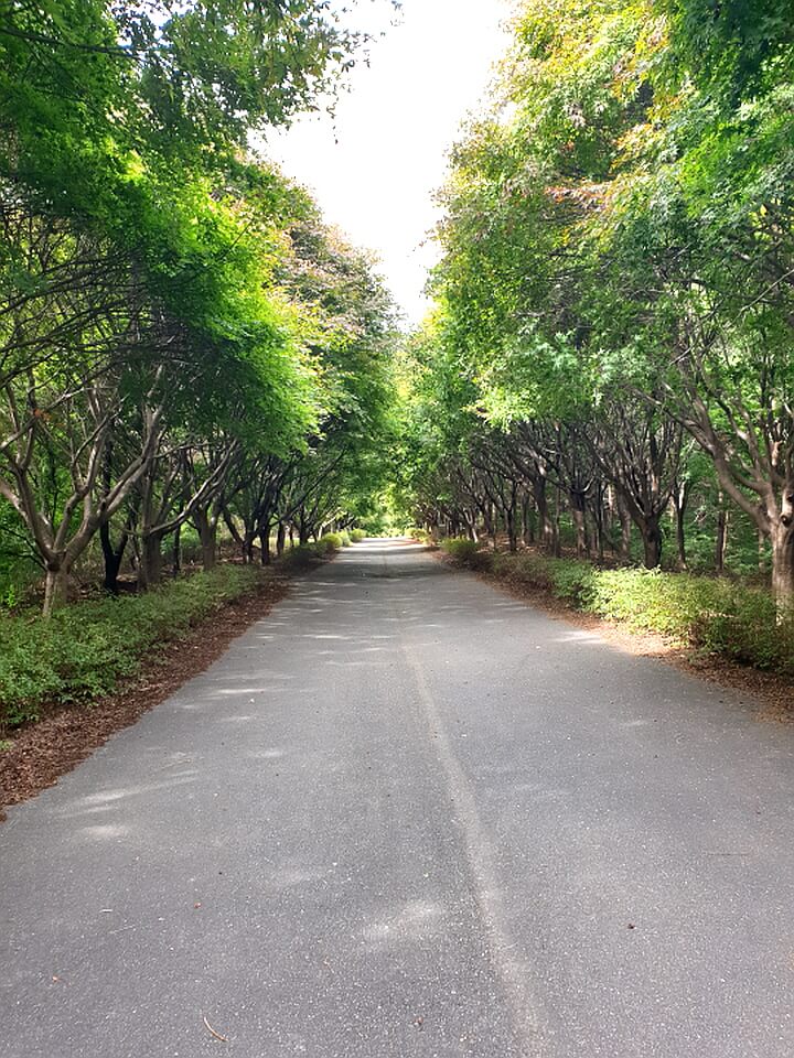 천안독립기념관-단풍나무숲길