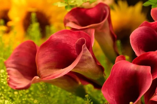 정원꾸미기 아름다운 빨간 꽃 - 칼라 릴리