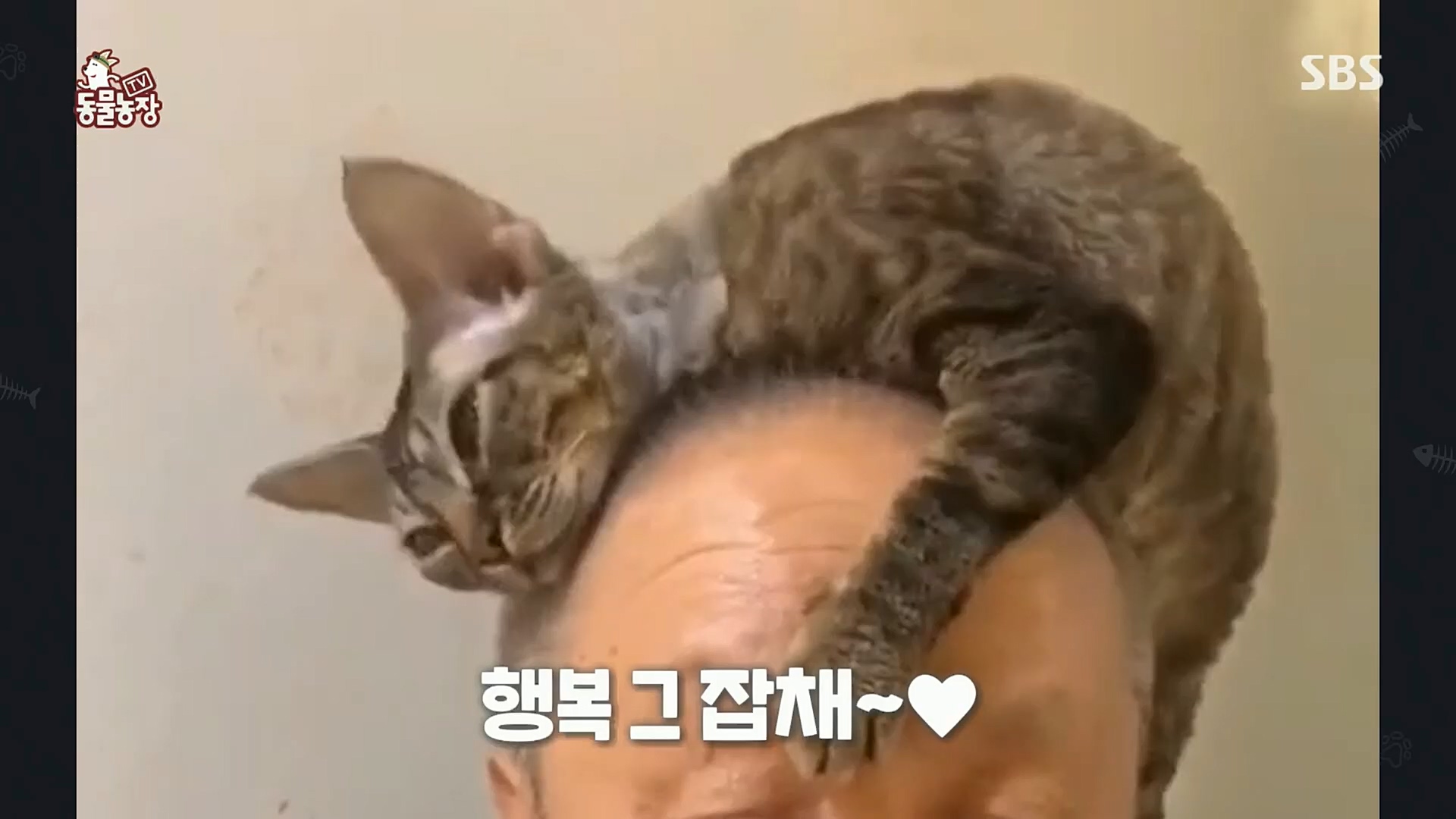 TV 동물농장.E1097.221127p.H264-F1RST.mp4_20221127_181658.666.jpg