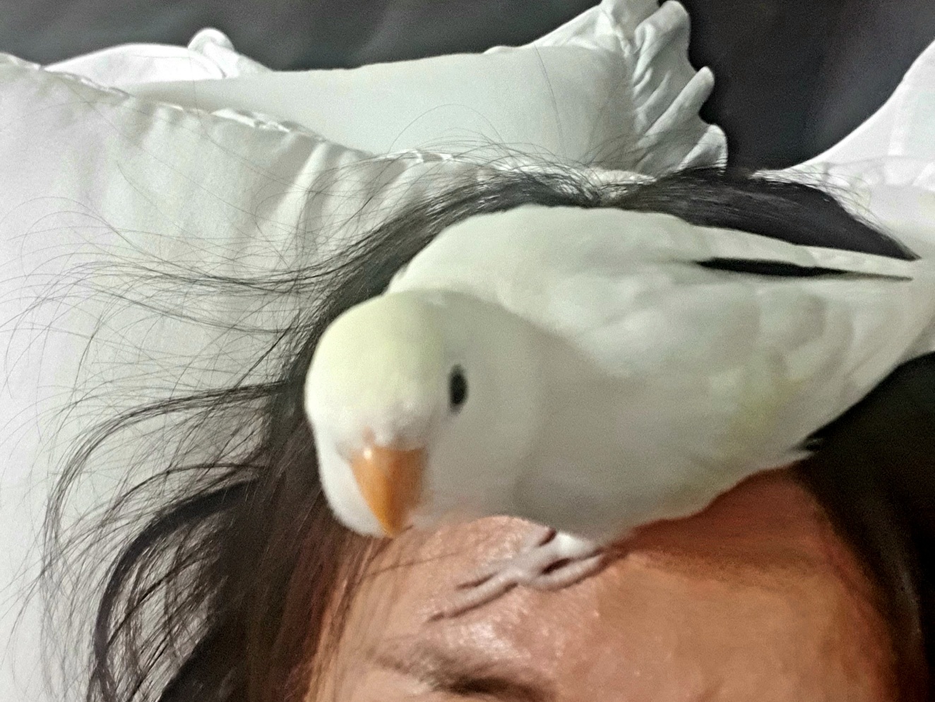 모란앵무