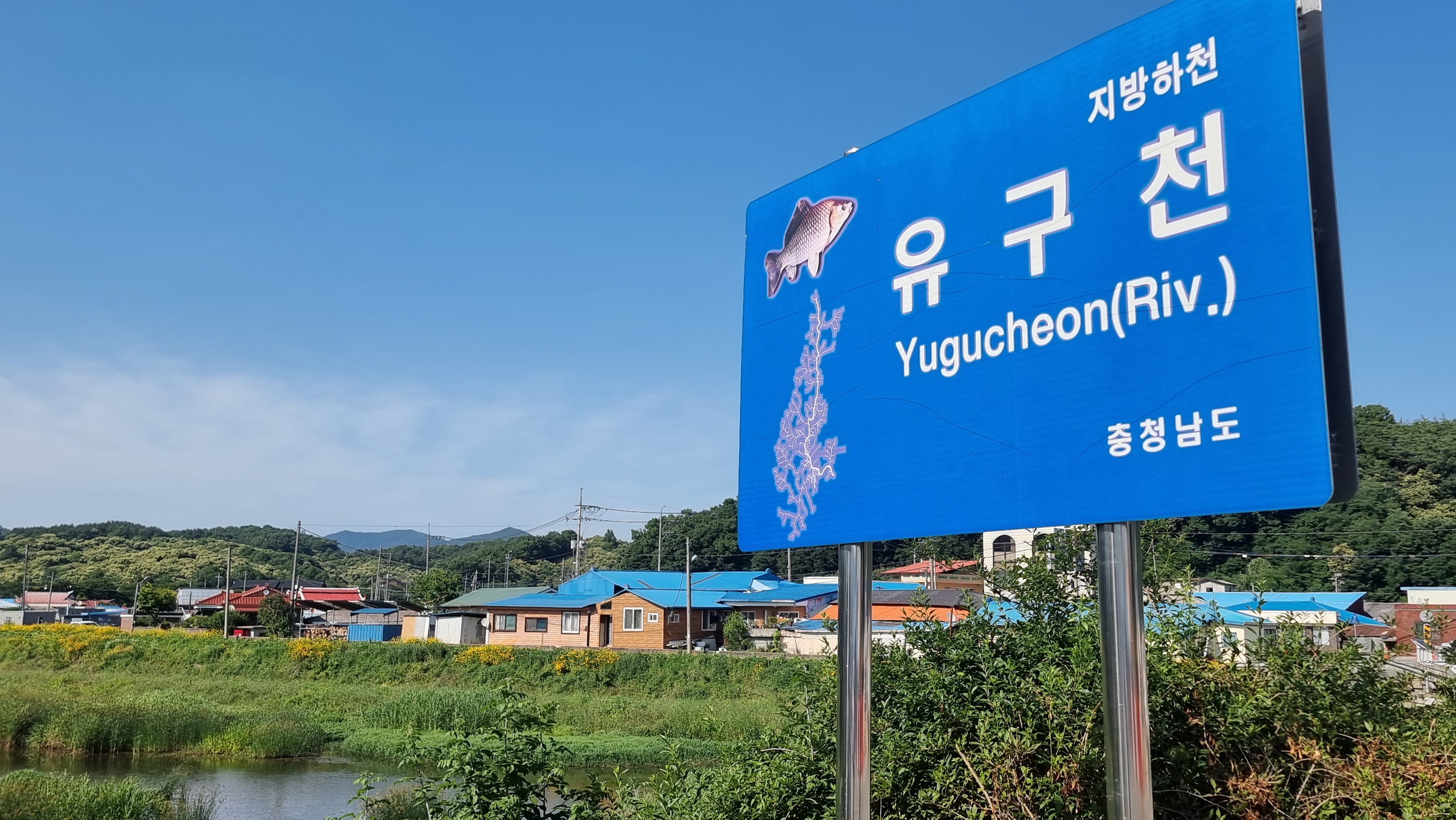 색동수국정원꽃축제가열리는공주시유구읍 3