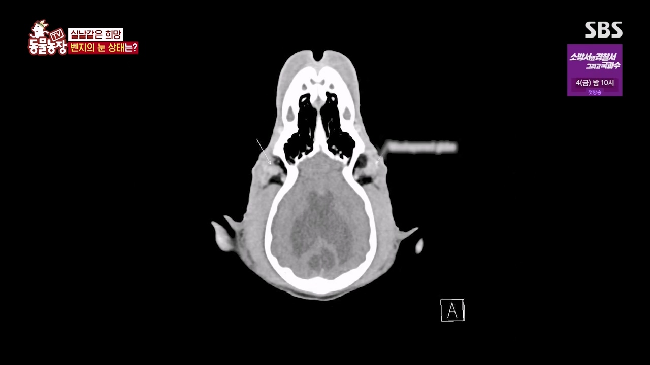 TV 동물농장.E1131.230731p-NEXT.mp4_20230730_190954.100.jpg