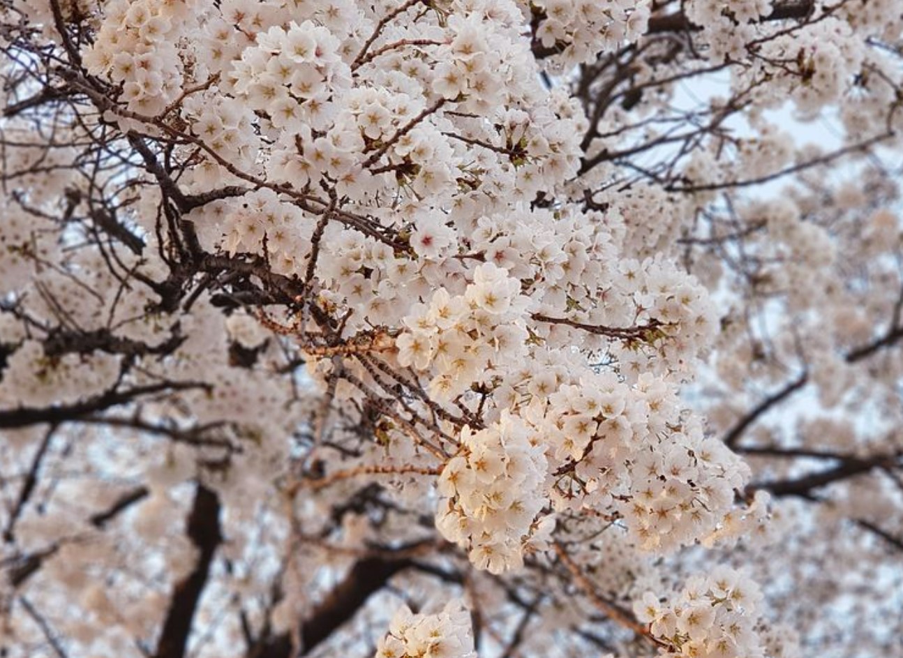 서울대공원-벚꽃