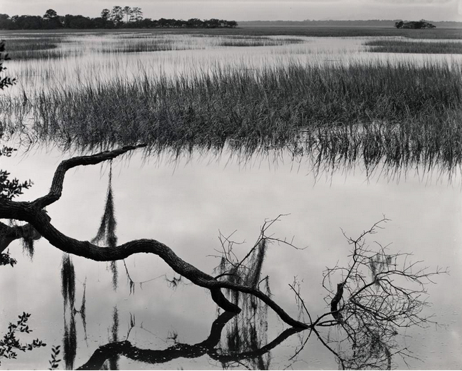 Marshes of Glynn&#44; Sea Island&#44; GeorgiaⓒEDWARD WESTON