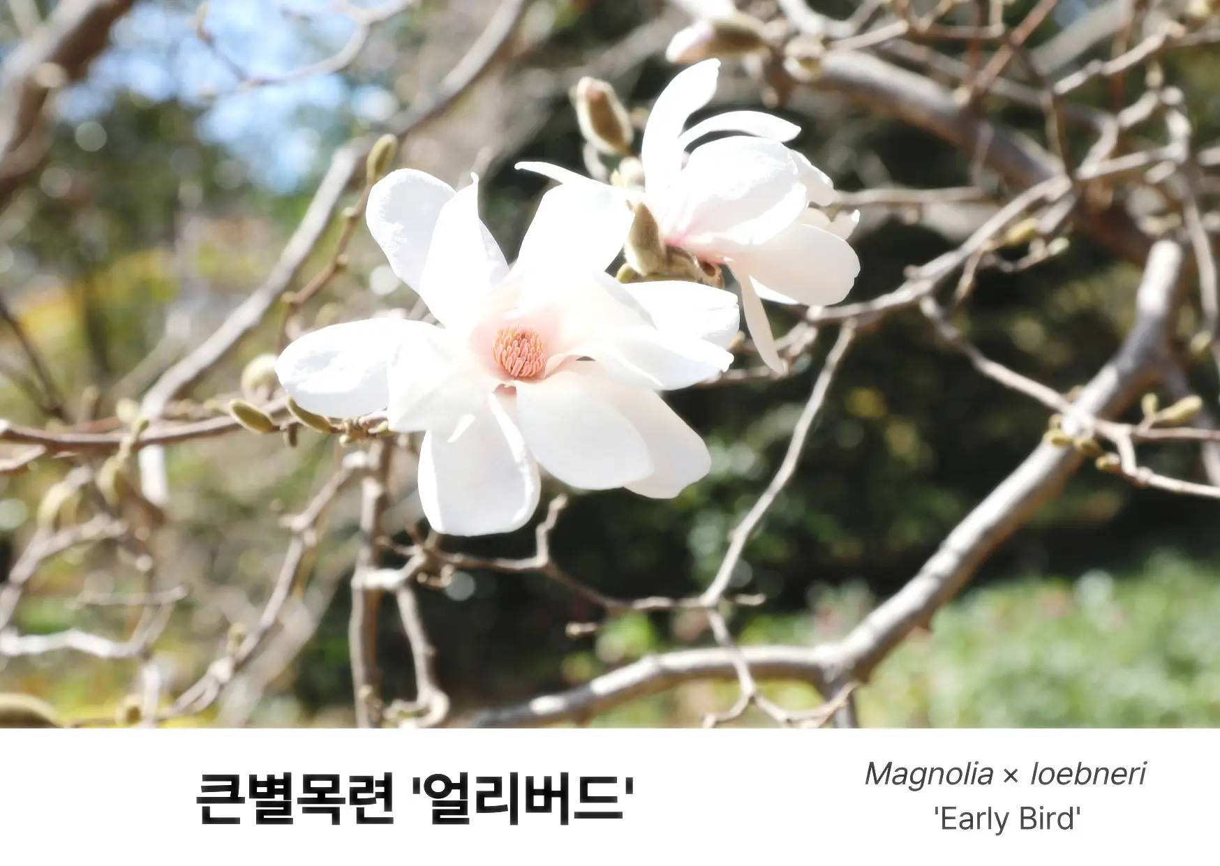 큰별목련 사진