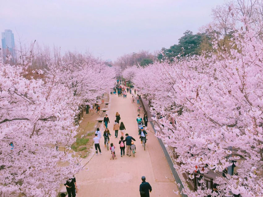 서울숲 벚꽃