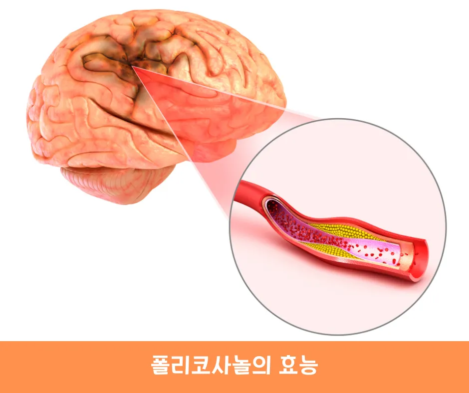 폴리코사놀의 효능