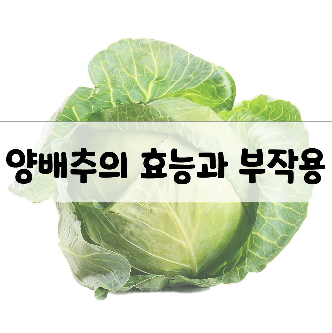 양배추의 효능과 부작용