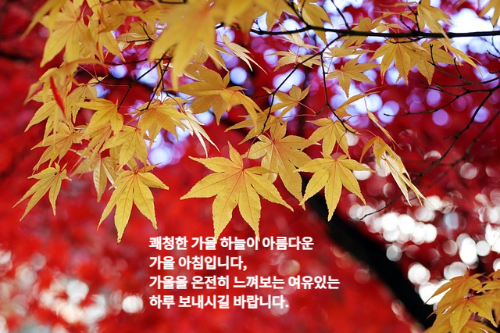 빨간색 나뭇잎 배경에 노란색 단풍잎들