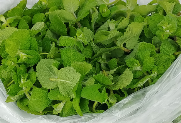 Apple Mint