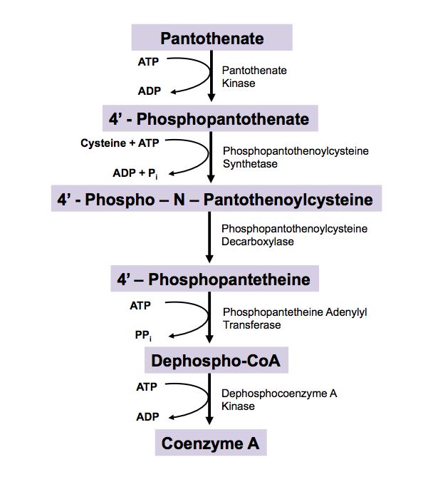  활성형 비타민 B5 판테틴(Pantethine)과 코엔자임 A (Co-enzyme A)