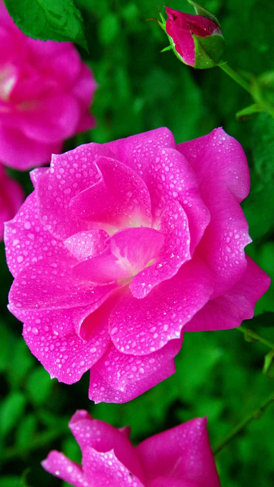 Rose Flower iPhone Wallpaper