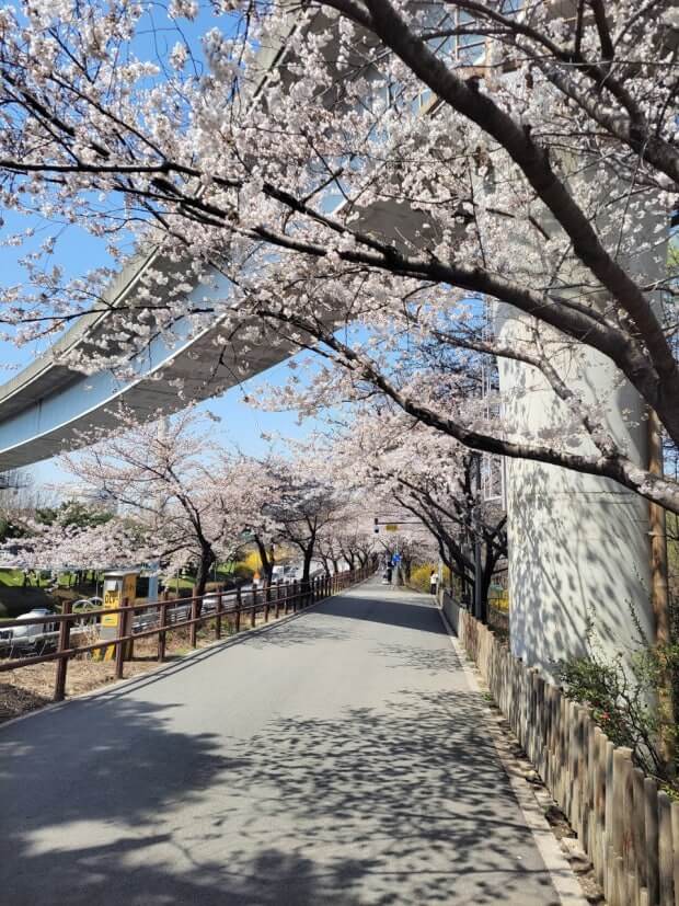 수서동 벚꽃길