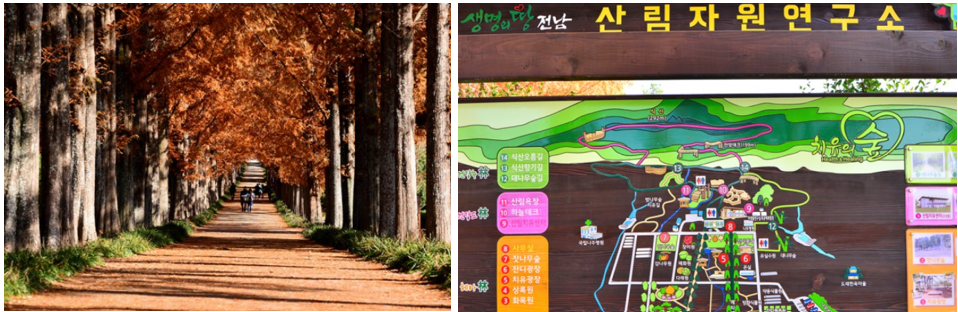 나주 산림자원 연구소 단풍 풍경 사진