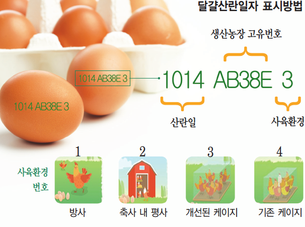  여름 살모넬라균 마트 신선하고 좋은 계란 고르는법