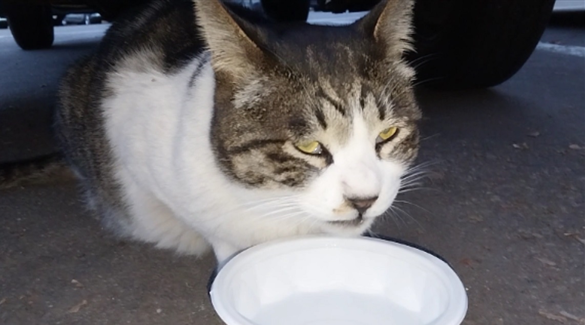 Feline Activities 36