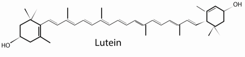  루테인(lutein) 눈 건강을 위한 최고의 선택!!