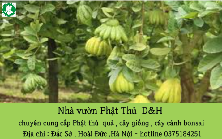 Bán Buôn Phật Thủ Hà Nội - Cung Cấp Sỉ Lẻ Quả Phật Thủ Chất Lượng Cao