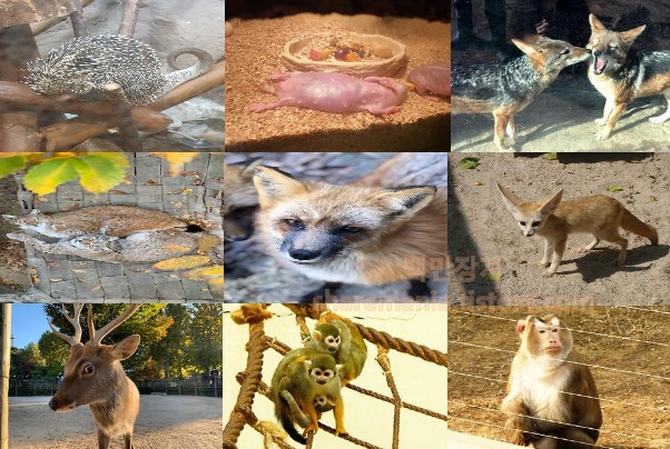 서울어린이대공원 동물원 동물들 - 포유류