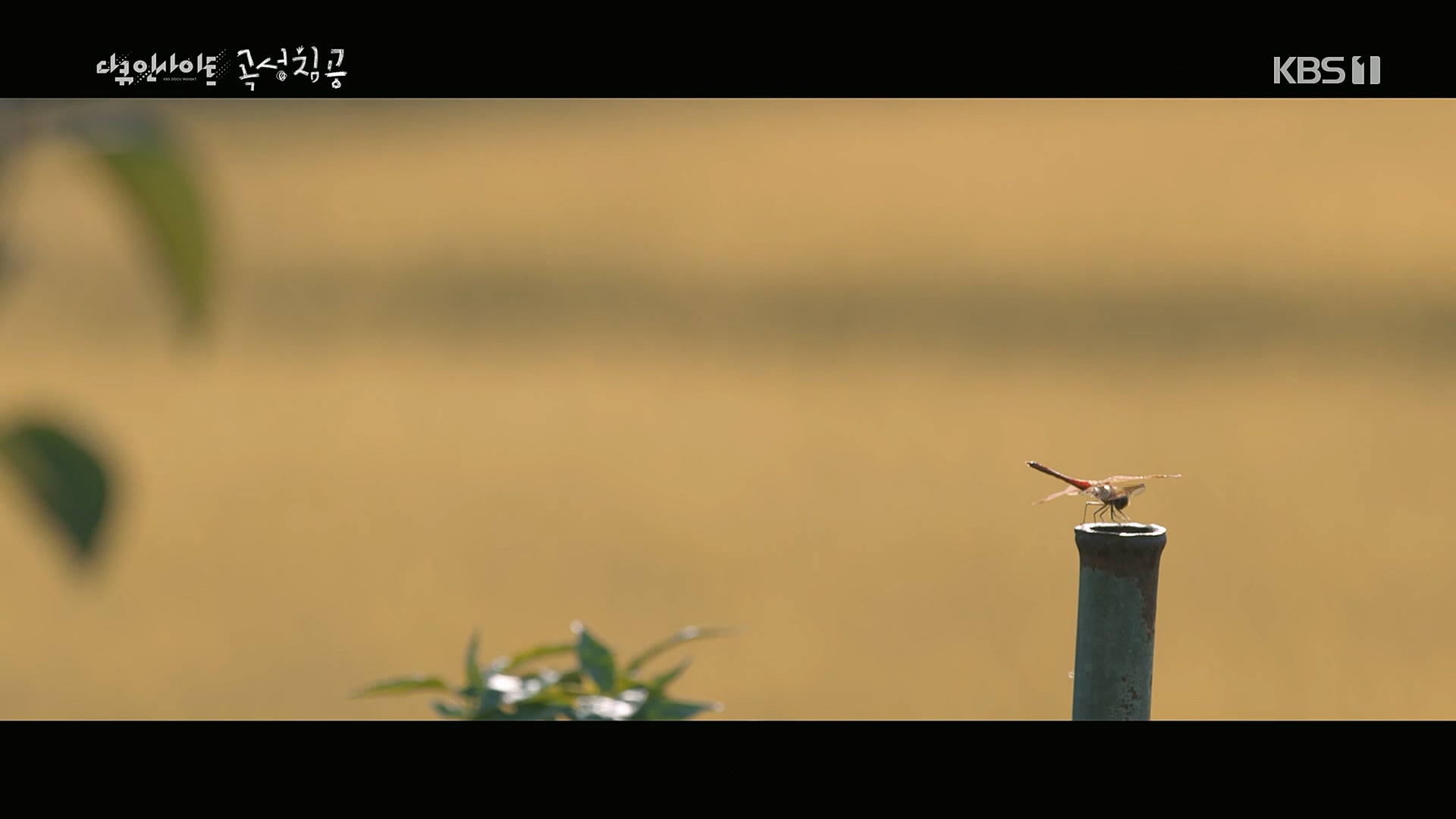 다큐 인사이트.E140.230202p.H264-F1RST.mp4_20230204_191230.436.jpg