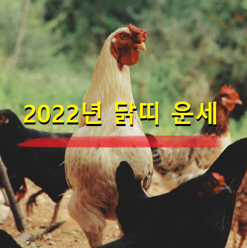  2022년 닭띠 운세 30세 42세 54세 66세 78세 나이별 닭띠 운세