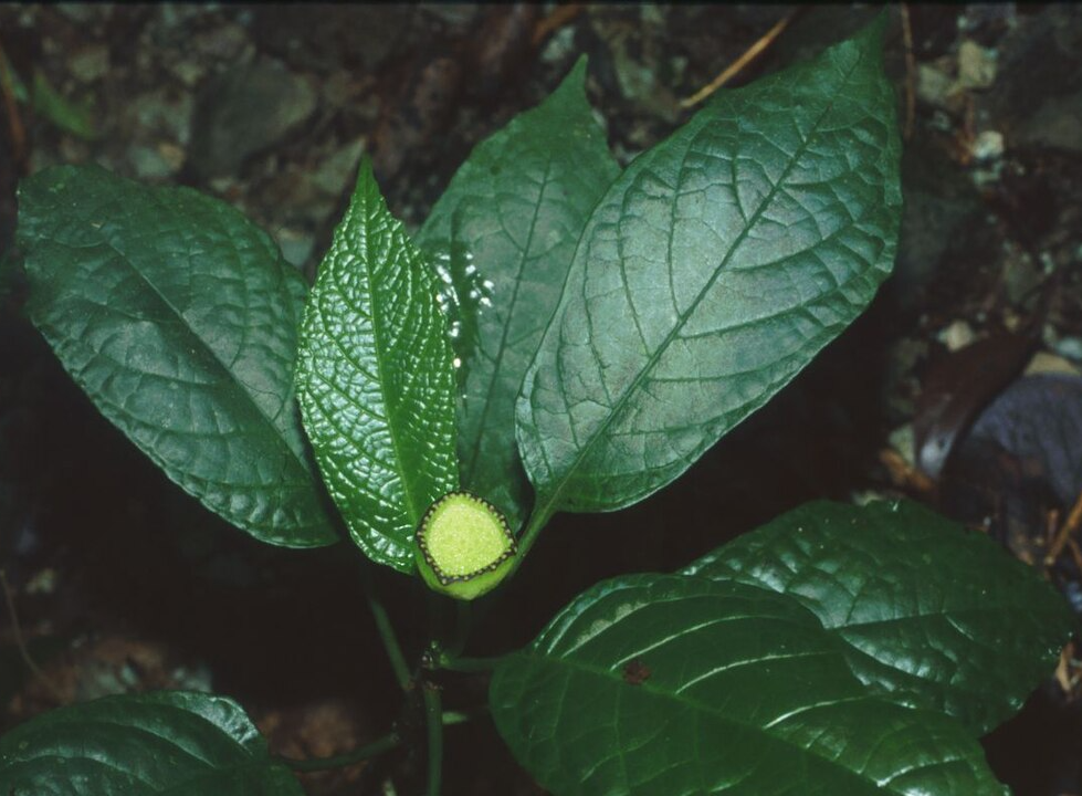 Dorstenia choconiana S.Watson :: 닥마들