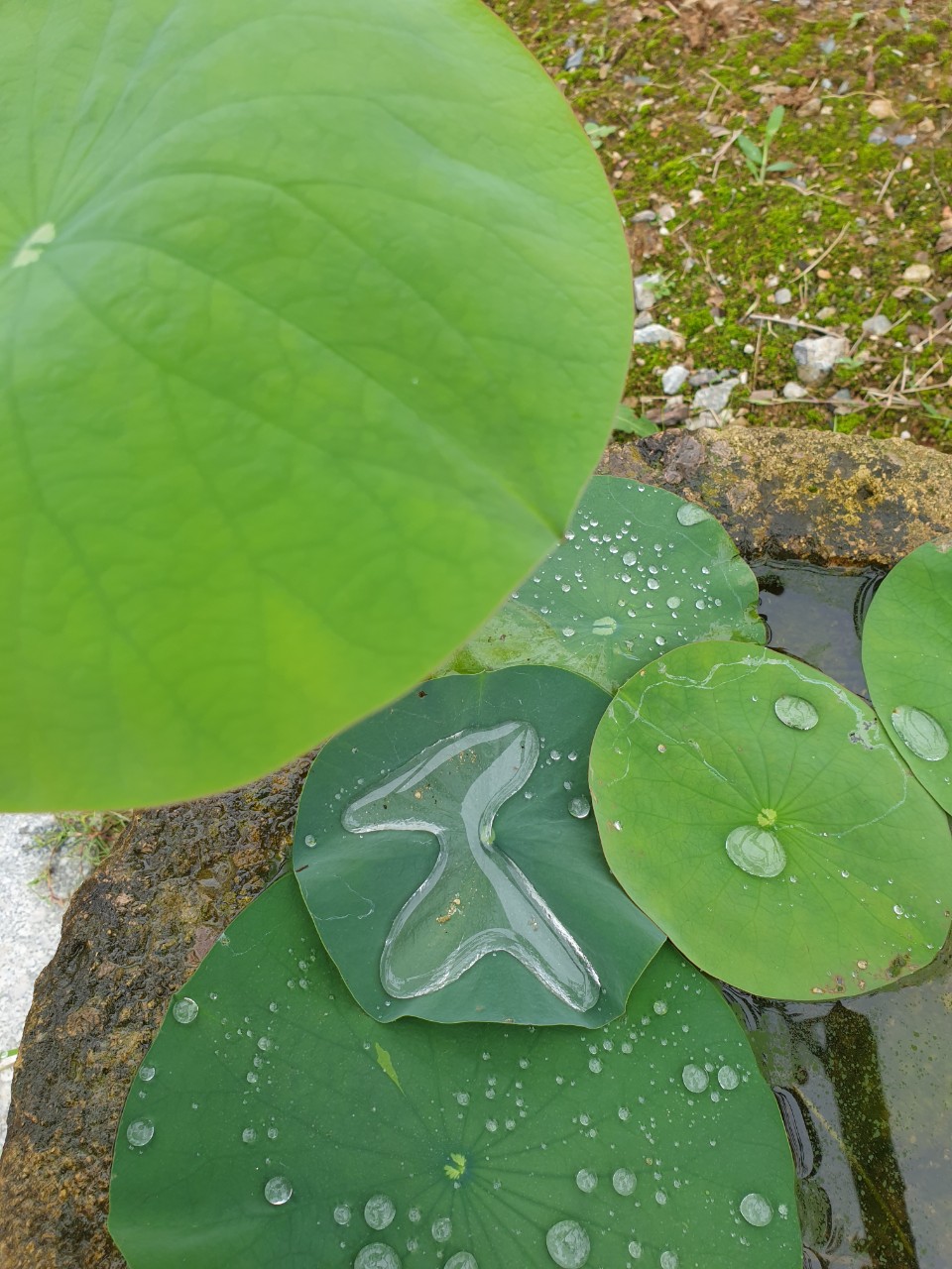  비오는 한옥 초연당 풍경- 빗소리가 들리나요?