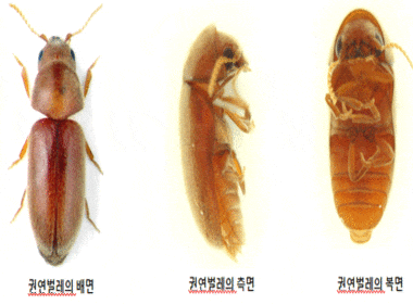 권연벌레 생기는 이유4가지 와 서식지 권연벌레 생기는 이유4가지 와 서식지