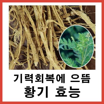 황기 효능