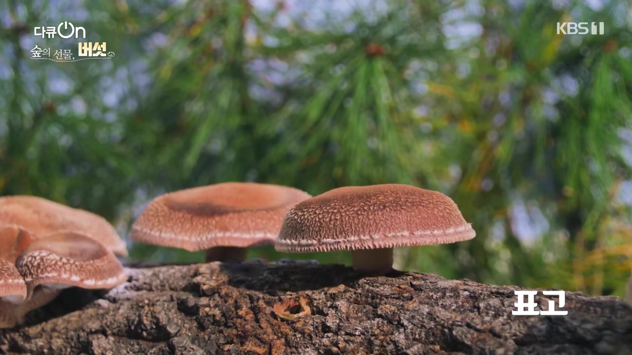 다큐 온.E227.231120p-NEXT.mp4_20231121_201835.637.jpg