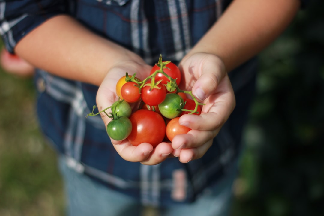 Tomato