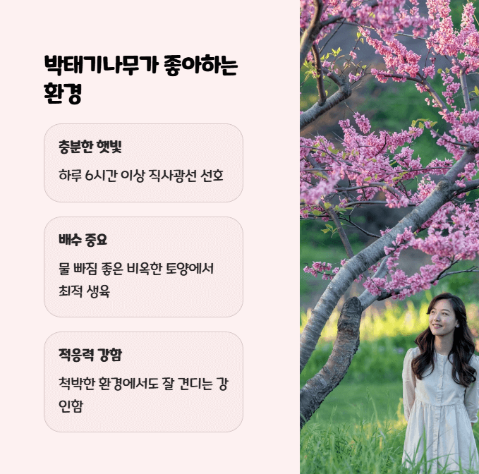 박태기나무