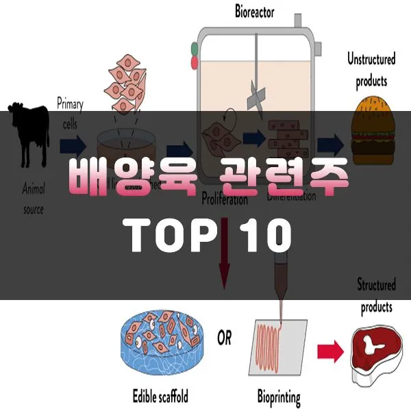 배양육 대장주 관련주 TOP5 총정리_4