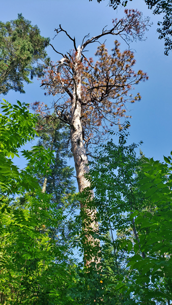 Wilderness Drive - Minnesota's Former Record Red Pine