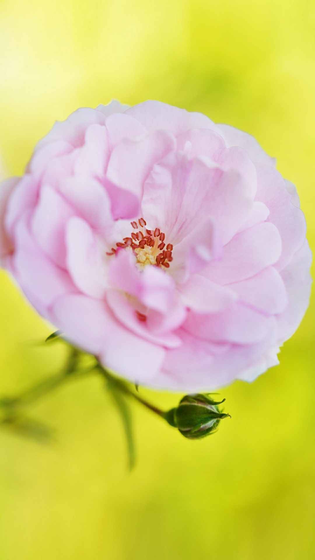 Rose Flower iPhone Wallpaper