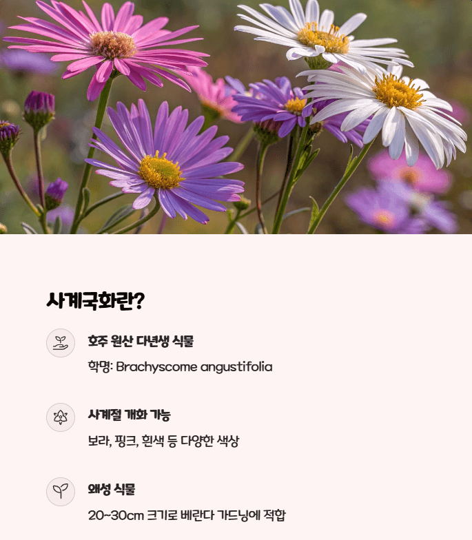 사계국화