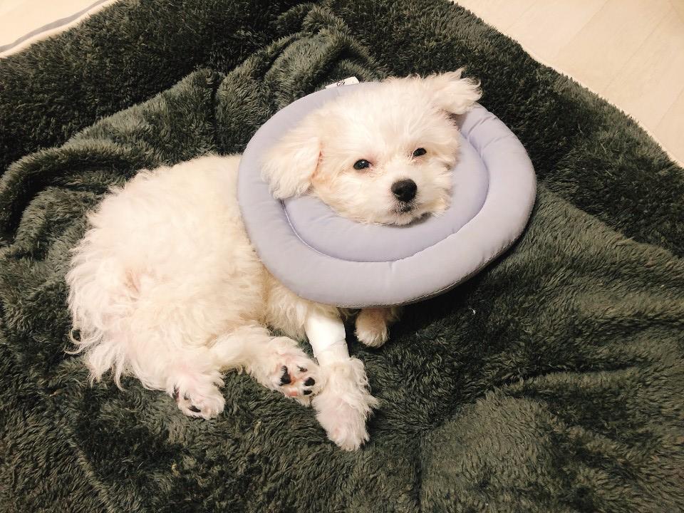  강아지 중성화 수술 적정 시기와 비용