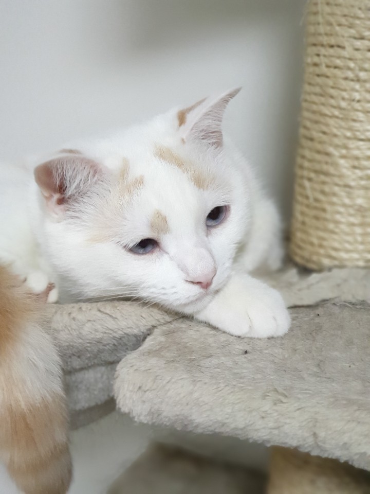  대표적인 구강질환 고양이 치아흡수성병변