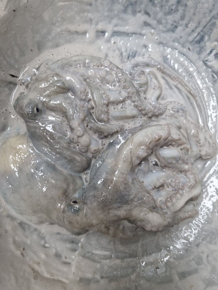 문어 숙회