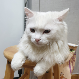  고양이 중성화 수술, 고양이 발정, 고양이 발정기, 고양이 발정기 증상, 고양이 중성화 수술 후기