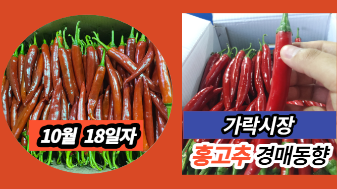  [경매사 일일보고] 10월 18일자 가락시장 홍고추 경매동향을 살펴보겠습니다!