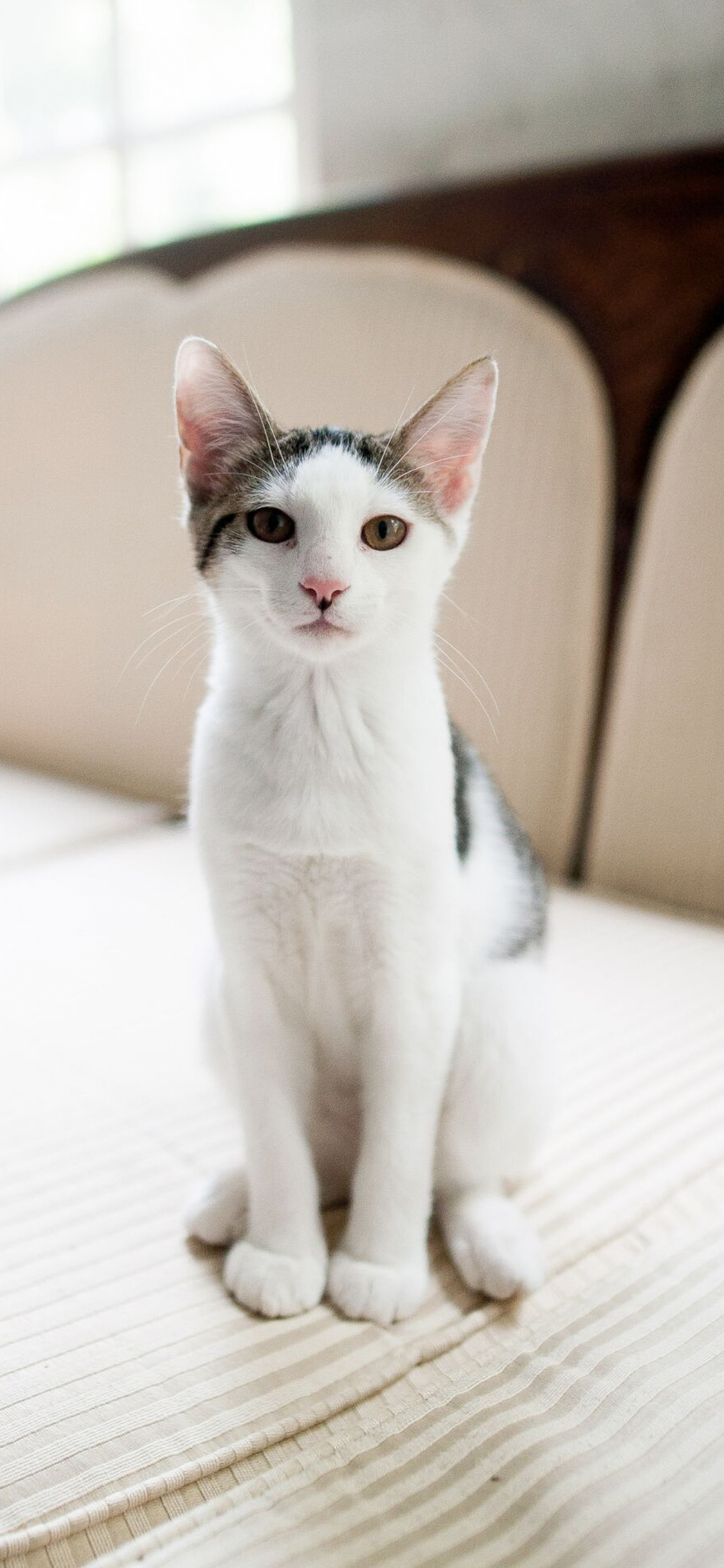 귀여운 고양이 고화질 폰 배경화면
