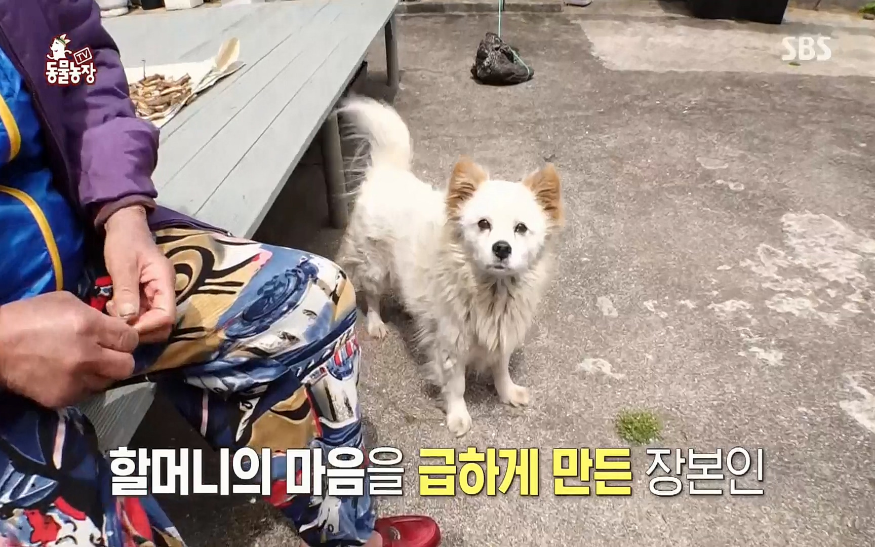 TV 동물농장.E1073.220612p.H264-F1RST.mp4_20220612_180449.034.jpg