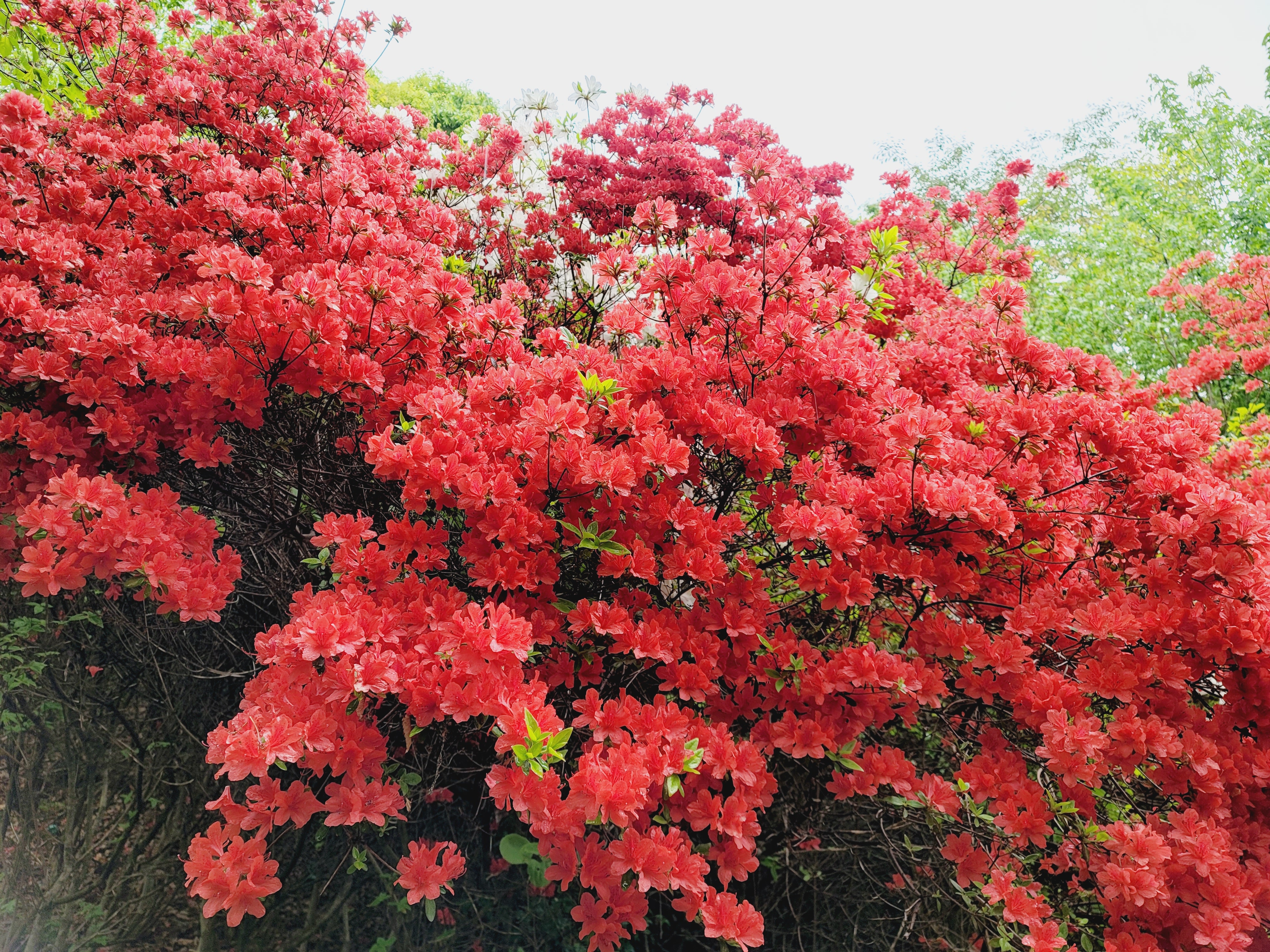 산철쭉 화단접대 11
