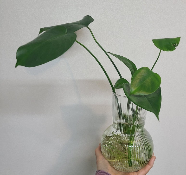 식물2 이미지