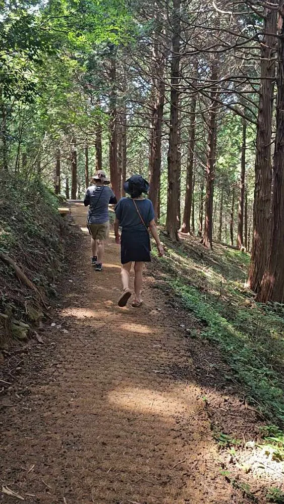 봉래산삼나무숲