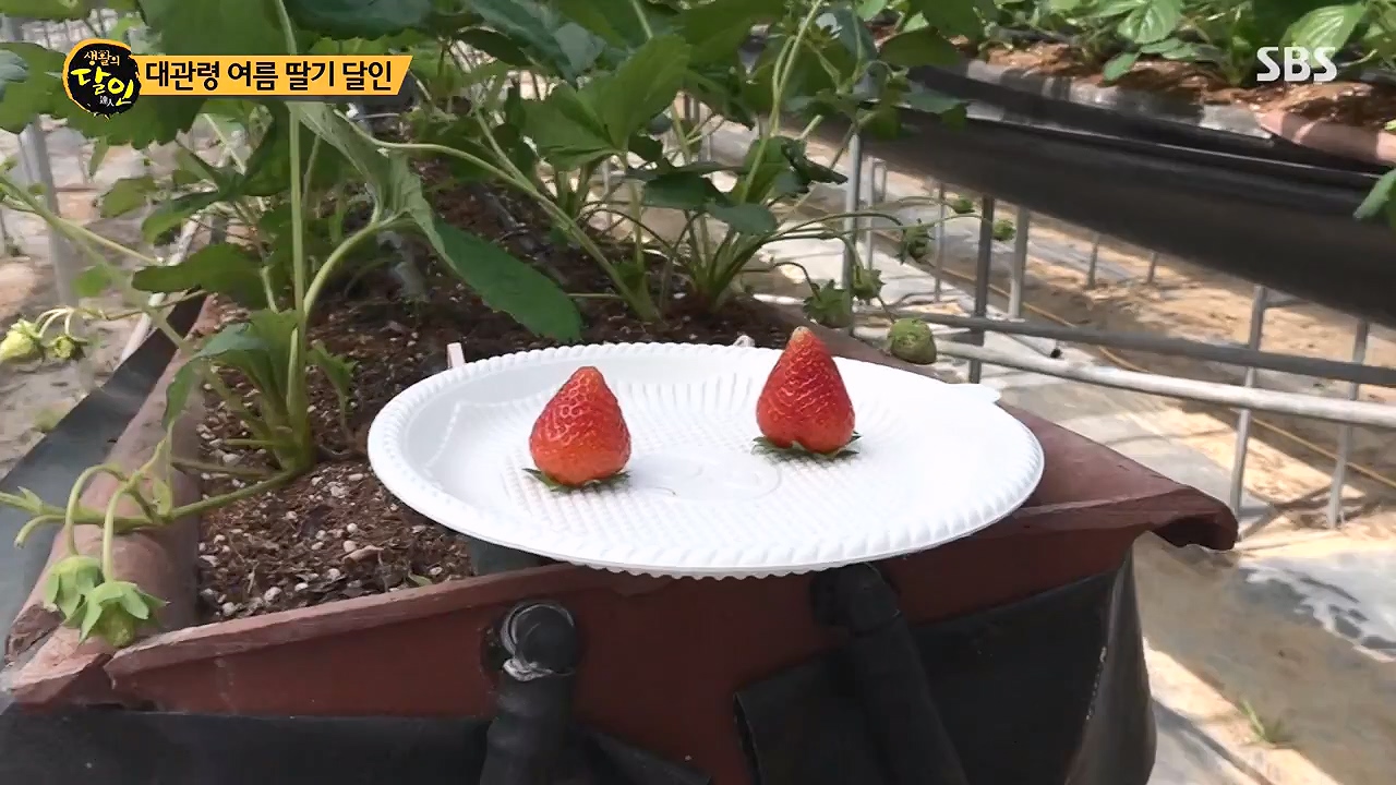 생활의 달인.E941.240625p-NEXT.mp4_20240625_211151.620.jpg