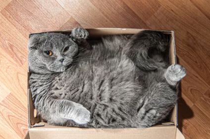 스코티시 폴드/출처: Adobe Stock