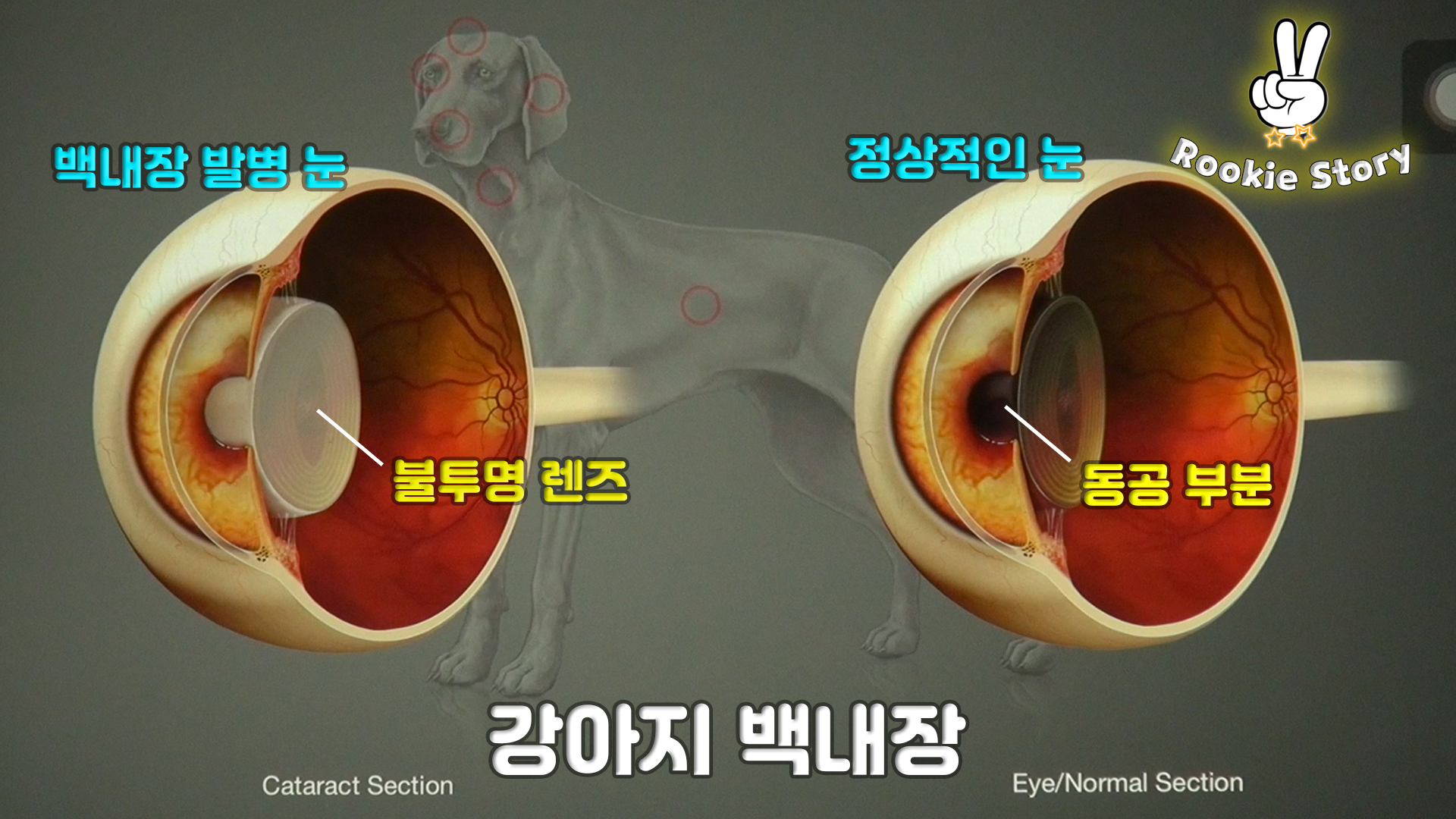  강아지 백내장, 안검외번, 안검내번,액트로피온,포도막염, 우베이티스